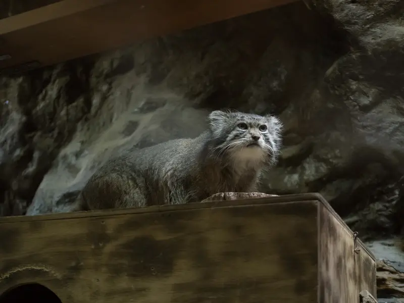 A photograph of Klyon in Ueno Zoological Gardens