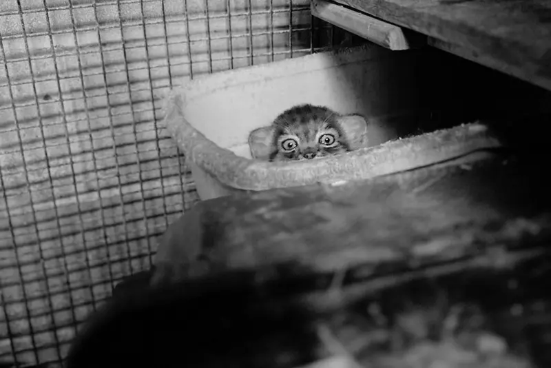A photograph of a Pallas's cat