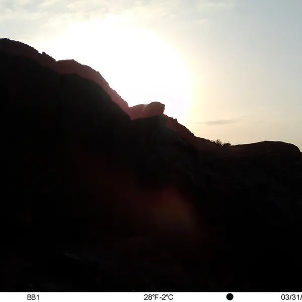 A photograph of Otocolobus manul manul from Aktas-Kunkora [new] camera trap