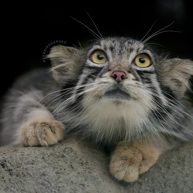 A photograph of Oto in Kobe Animal Kingdom