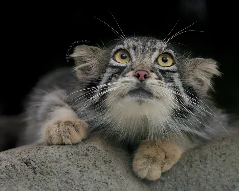 A photograph of Oto in Kobe Animal Kingdom