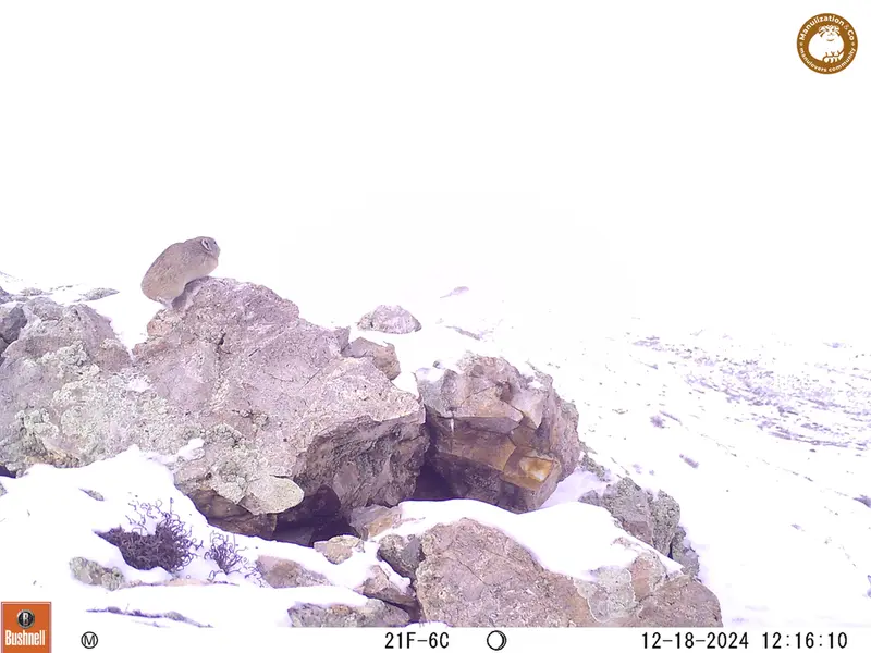 A photograph of Pika from Besshoky 1 camera trap