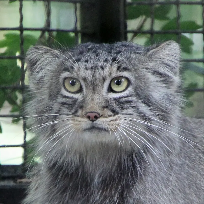 Arthur the Pallas's cat from Neuwied Zoo