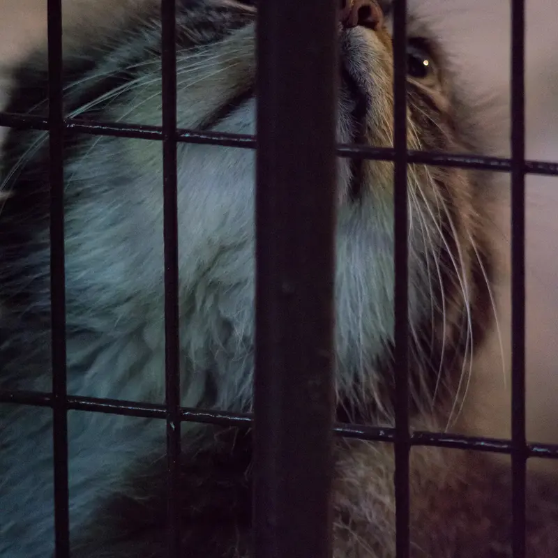 A photograph of Figa in Nogeyama Zoo