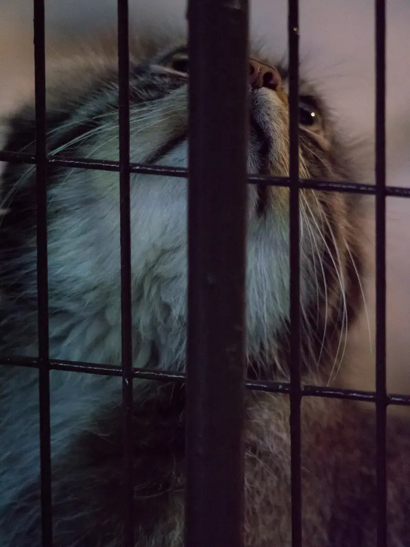 A photograph of Figa in Nogeyama Zoo