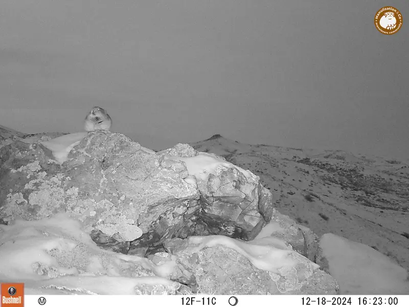 A photograph of Pika from Besshoky 1 camera trap