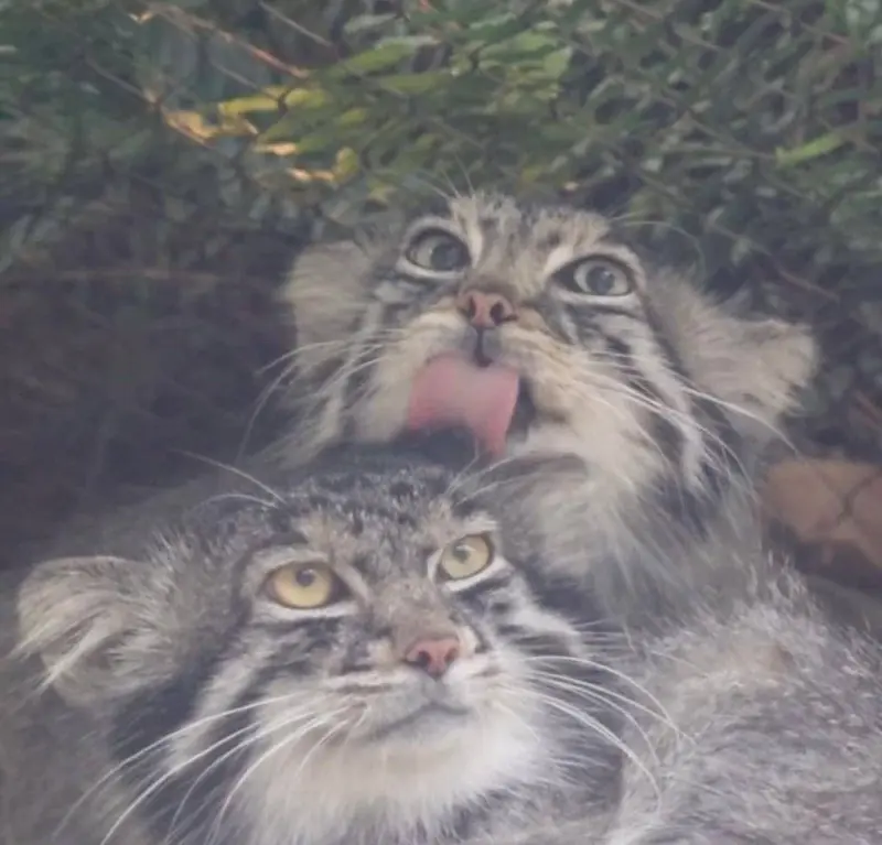 A photograph of a Pallas's cat