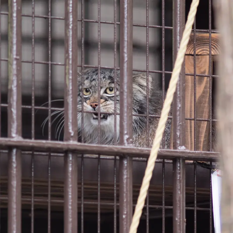 A photograph of Figa in Nogeyama Zoo