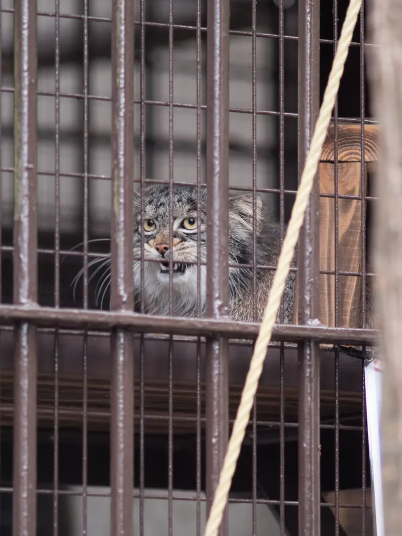 A photograph of Figa in Nogeyama Zoo