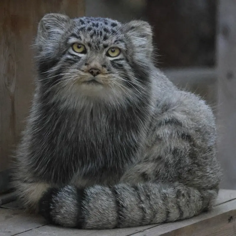 A photograph of Son of Lolo b.2026 Ⅱ in Novosibirsk Zoo