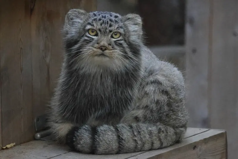 A photograph of Son of Lolo b.2026 Ⅱ in Novosibirsk Zoo