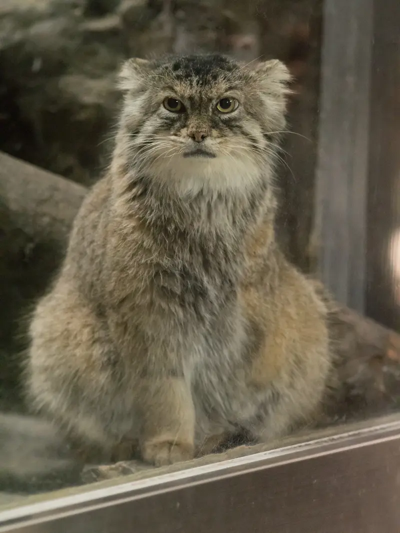 A photograph of Primula in Ueno Zoological Gardens