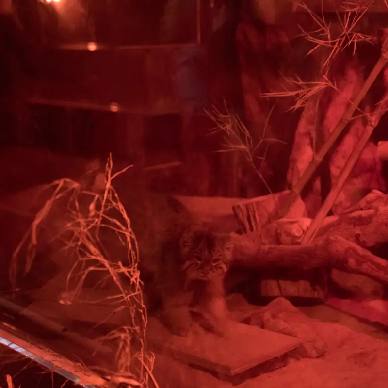 A photograph of Naim in Ueno Zoological Gardens