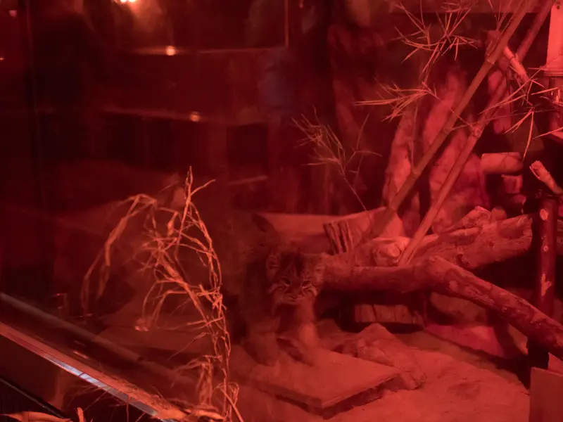 A photograph of Naim in Ueno Zoological Gardens
