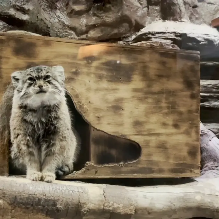 A photograph of a Pallas's cat in Ueno Zoological Gardens