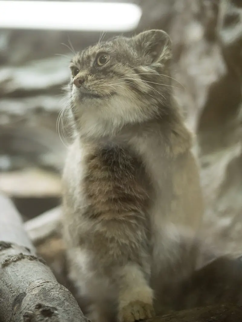 A photograph of Primula in Ueno Zoological Gardens