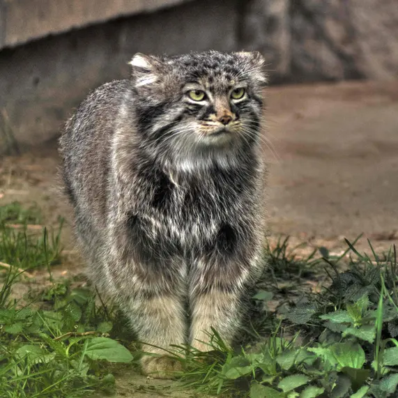 A photograph of Darlay in Moscow zoo