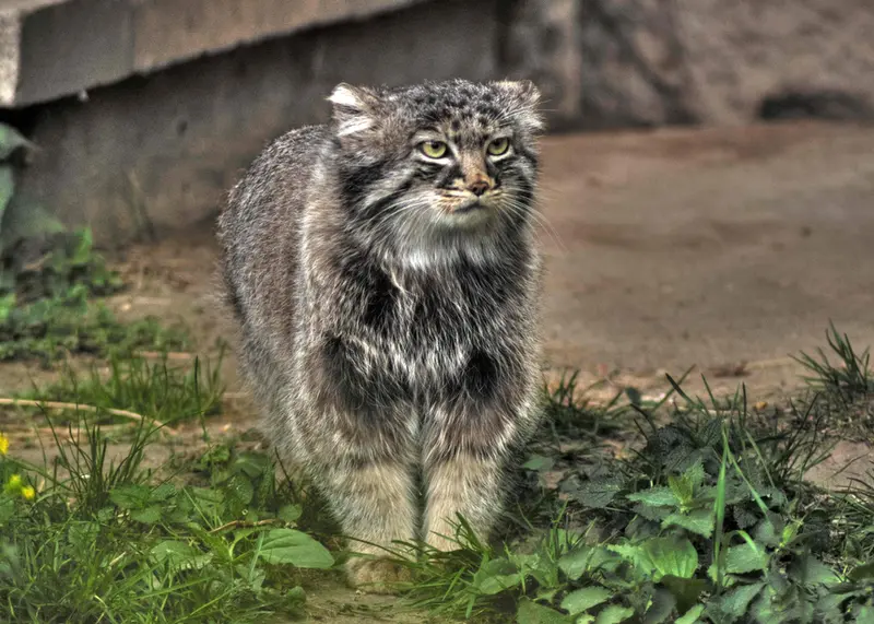 A photograph of Darlay in Moscow zoo