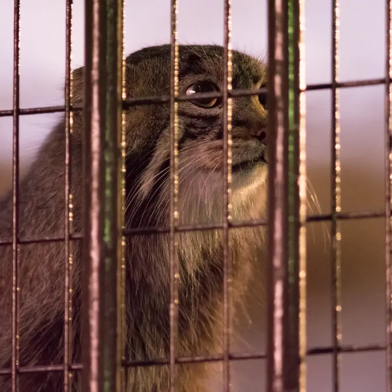 A photograph of Figa in Nogeyama Zoo