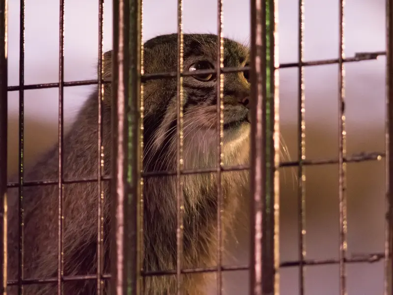 A photograph of Figa in Nogeyama Zoo