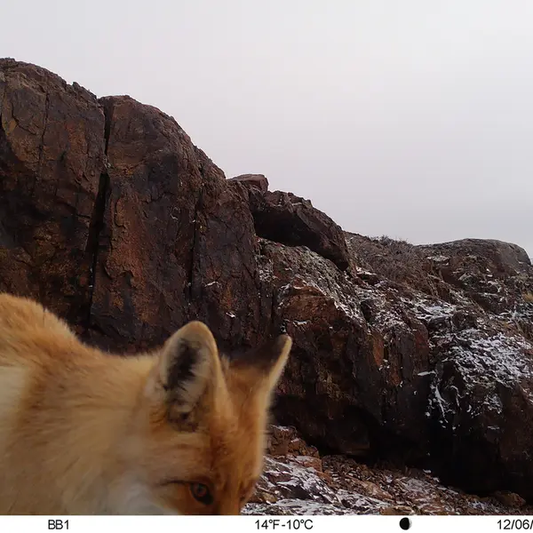 A photograph of Red fox from Aktas-Kunkora camera trap