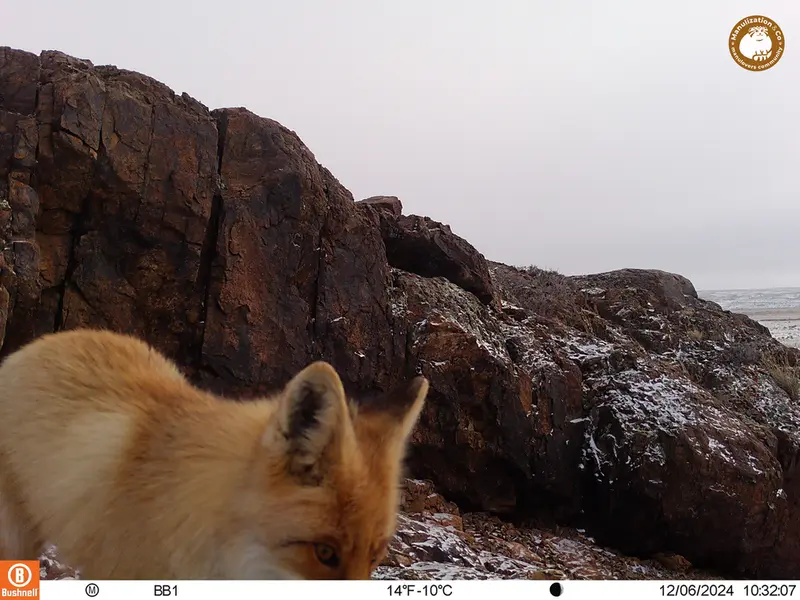 A photograph of Red fox from Aktas-Kunkora camera trap
