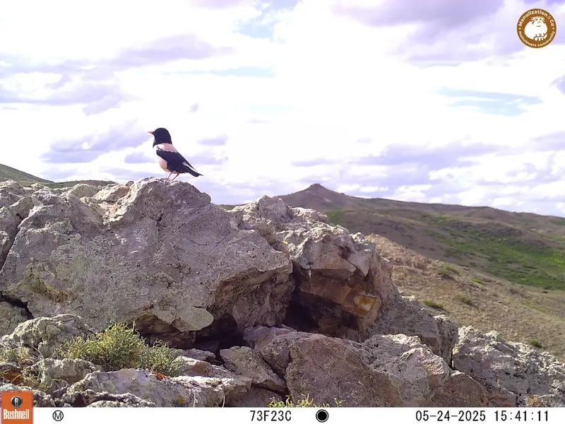 A photograph of a Pallas&#039;s cat from Besshoky 1 camera trap