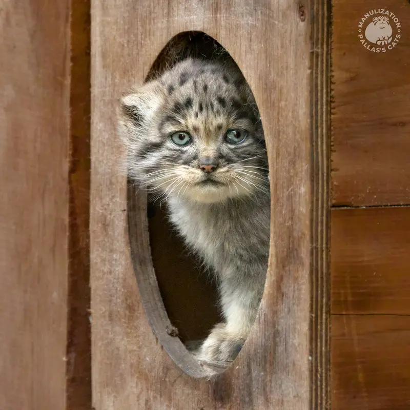 A photograph of Kitten of Lolo b.2026 Ⅰ in Novosibirsk Zoo