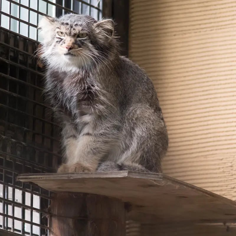 A photograph of Hide in Asahiyama Zoo