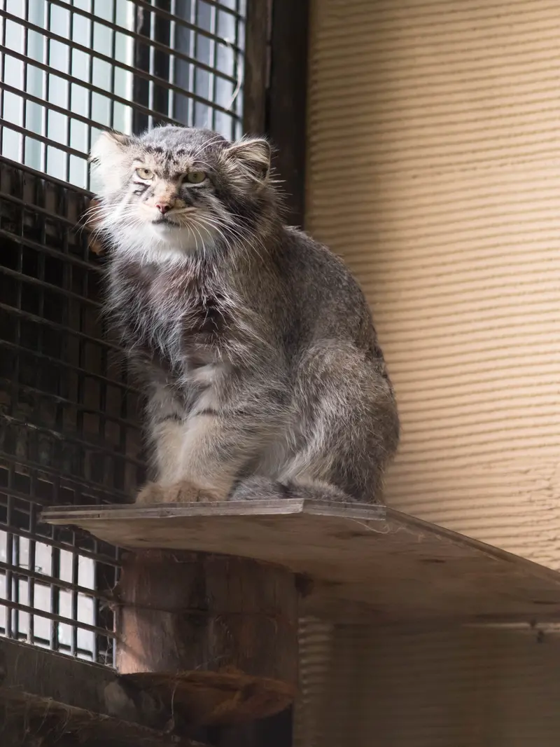 A photograph of Hide in Asahiyama Zoo