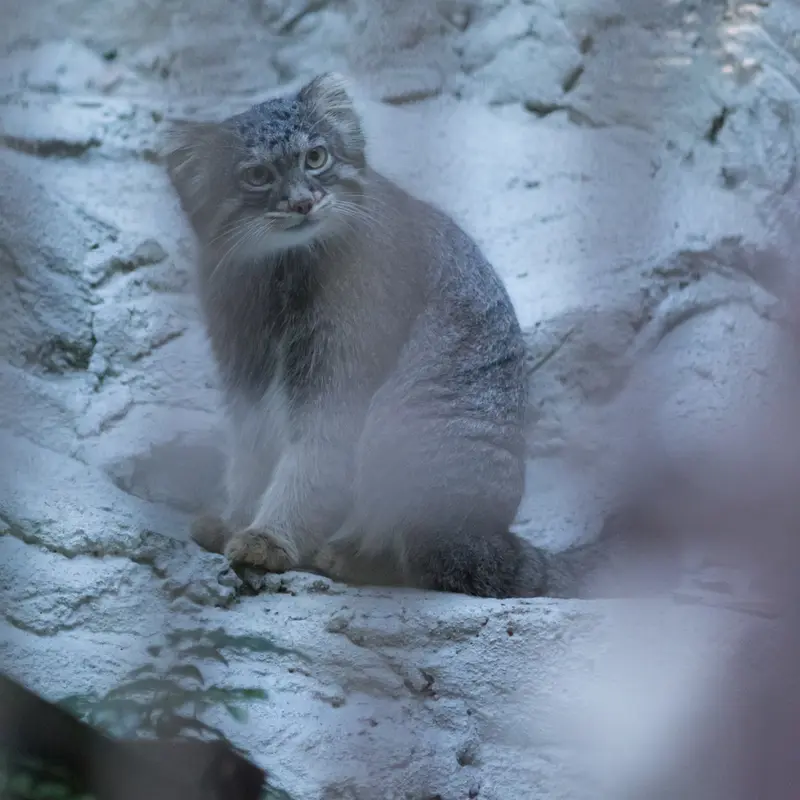 A photograph of Figa in Nogeyama Zoo