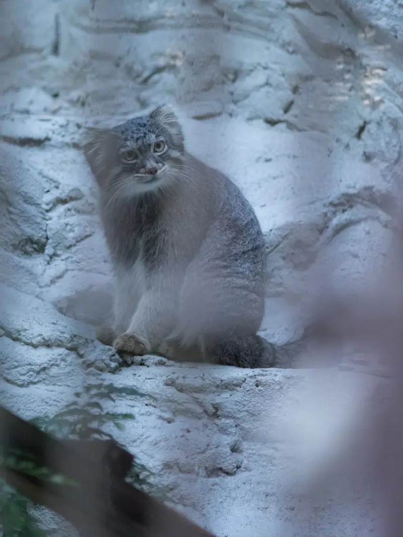 A photograph of Figa in Nogeyama Zoo