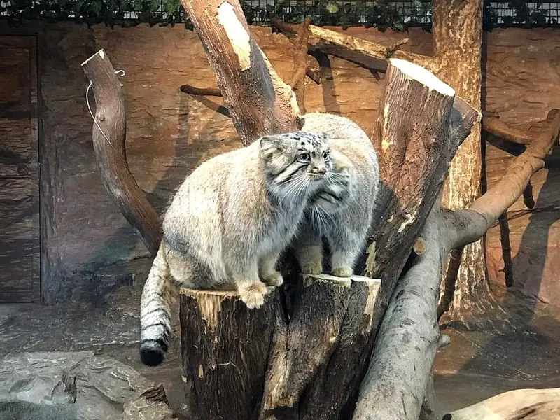 A photograph of a Pallas's cat