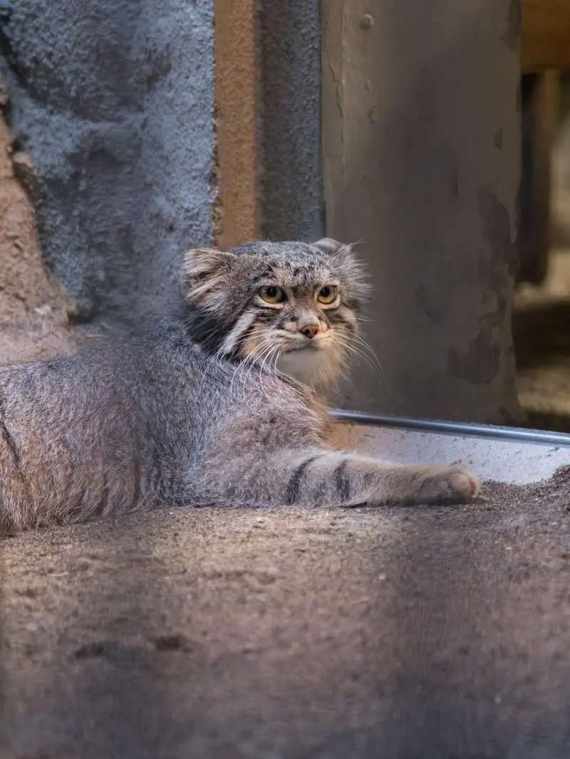 A photograph of Figa in Nogeyama Zoo
