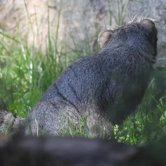 A photograph of a Pallas's cat in Moscow zoo