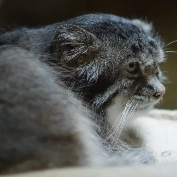 A photograph of a Pallas's cat in Ueno Zoological Gardens