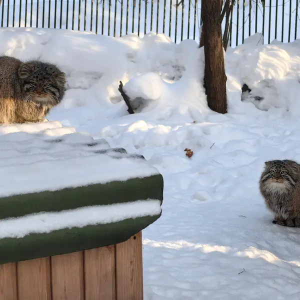 A photograph of Son of Lolo 2024 Ⅵ in Novosibirsk Zoo