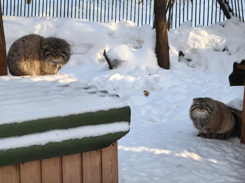 A photograph of Son of Lolo 2024 Ⅲ and Son of Lolo 2024 Ⅵ in Novosibirsk Zoo