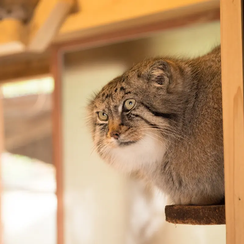 A photograph of Lotos in Saitama Children's Zoo