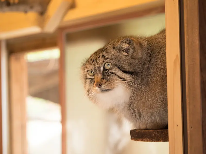 A photograph of Lotos in Saitama Children's Zoo