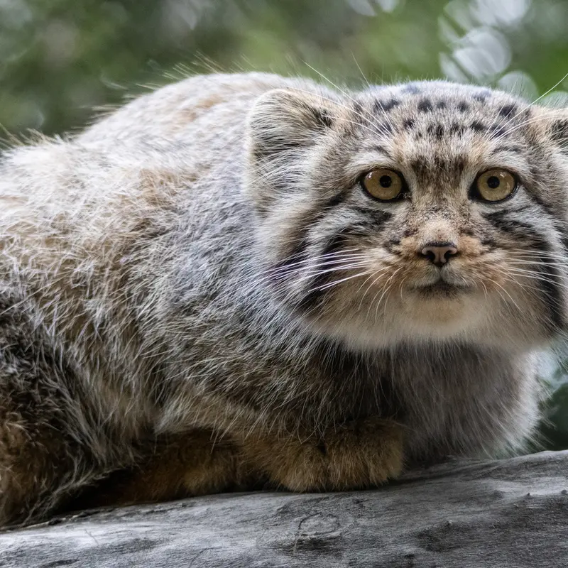 A photograph of a Pallas's cat in Novosibirsk Zoo