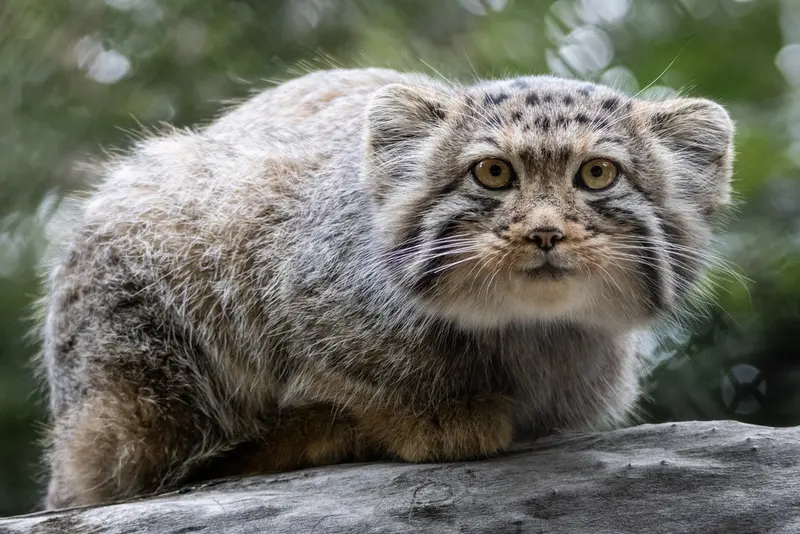 A photograph of a Pallas's cat in Novosibirsk Zoo
