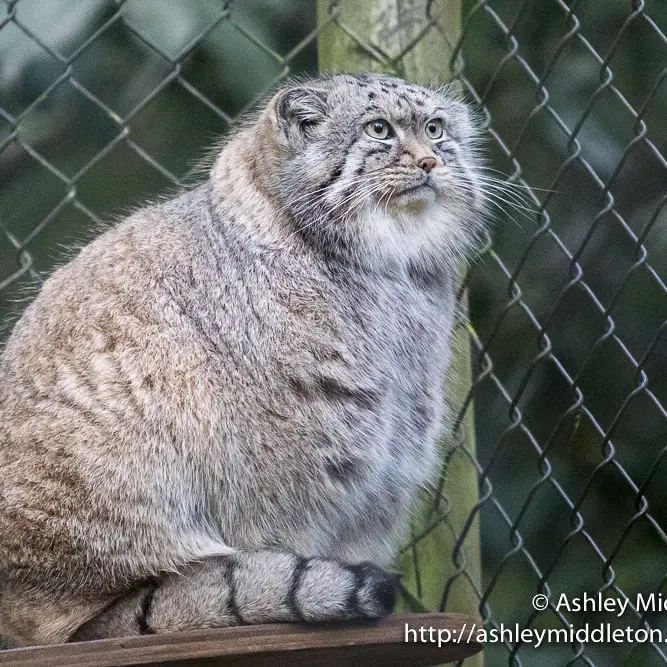 A photograph of Tull in Cotswold Wildlife Park and Gardens