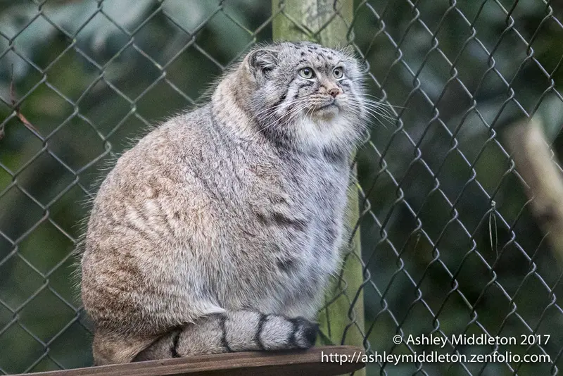 A photograph of Tull in Cotswold Wildlife Park and Gardens
