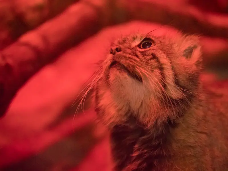 A photograph of Naim in Ueno Zoological Gardens