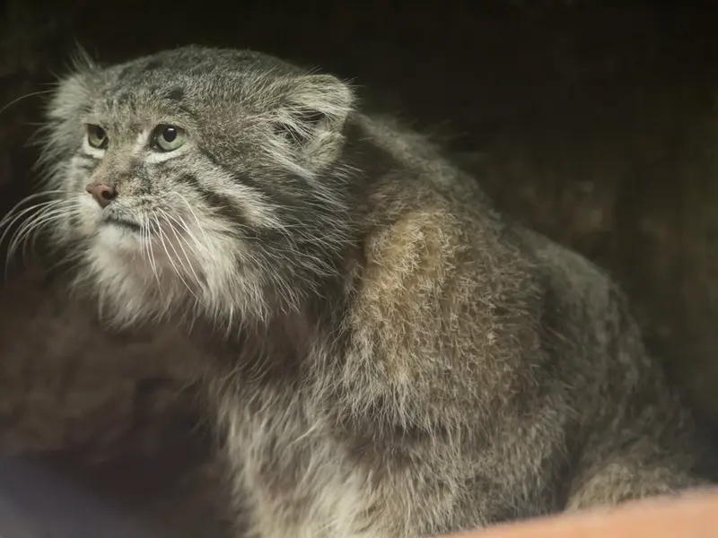 A photograph of Klyon in Ueno Zoological Gardens