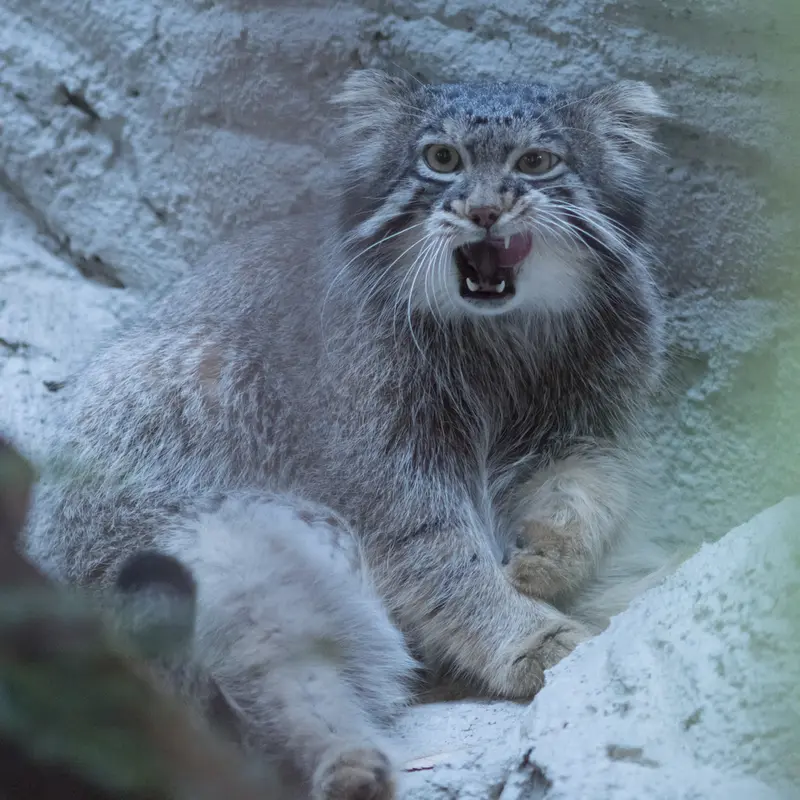A photograph of Figa in Nogeyama Zoo
