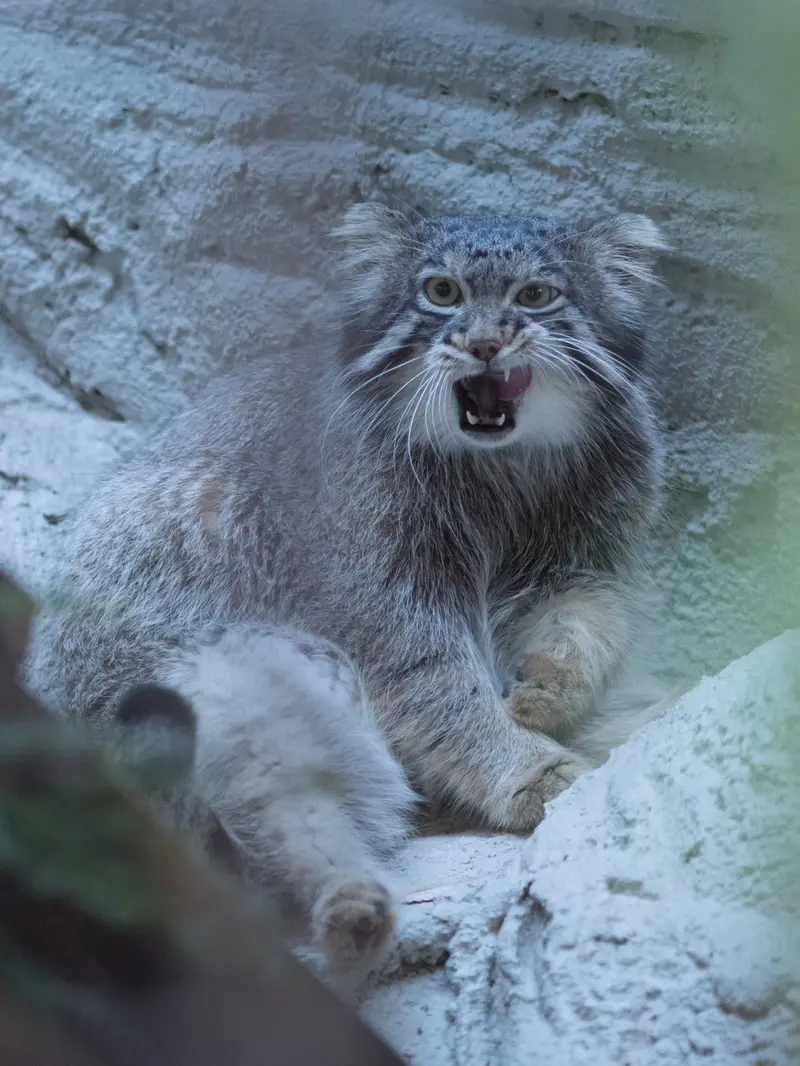 A photograph of Figa in Nogeyama Zoo