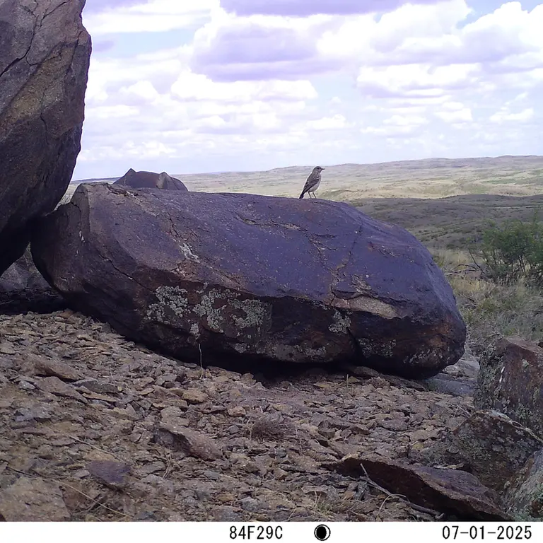 A photograph of a Pallas's cat from Koshkar [new] camera trap