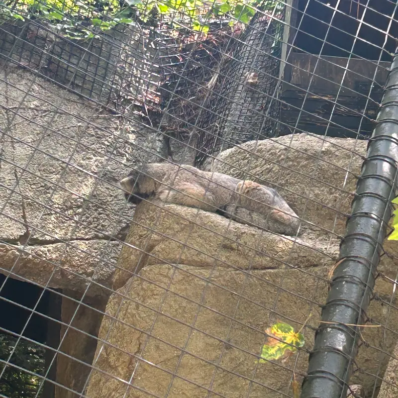 A photograph of a Pallas's cat in Cincinnati Zoo